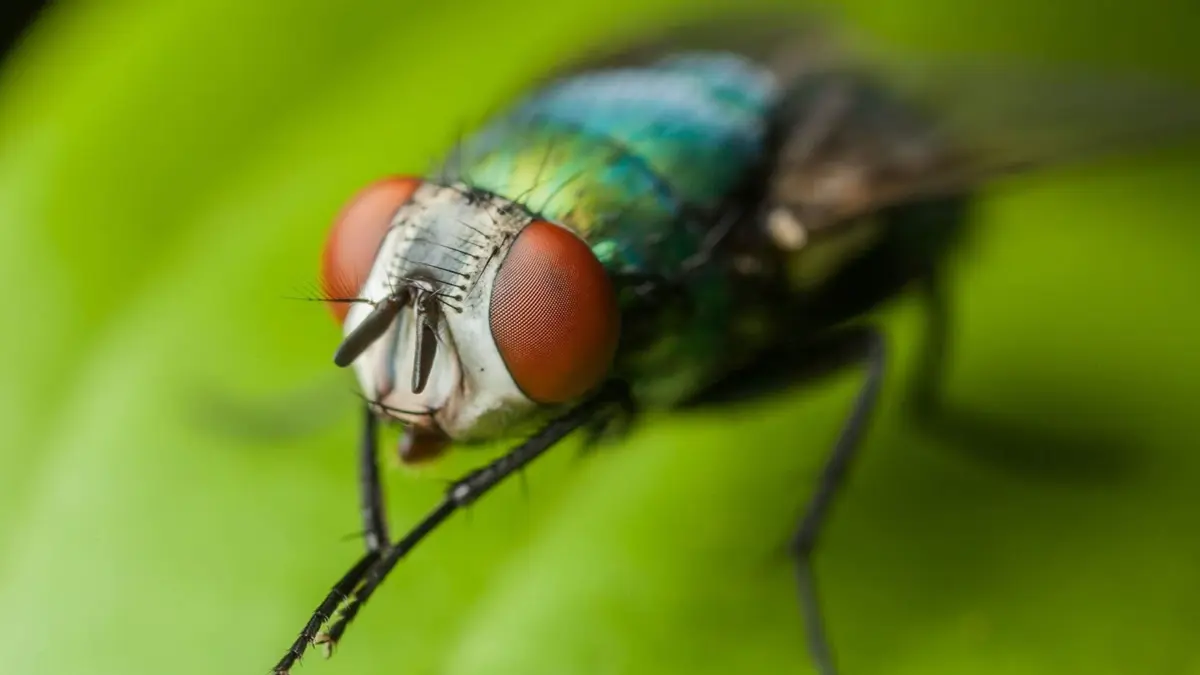 خليط السكر والحليب والفلفل الاسود لطرد الذباب