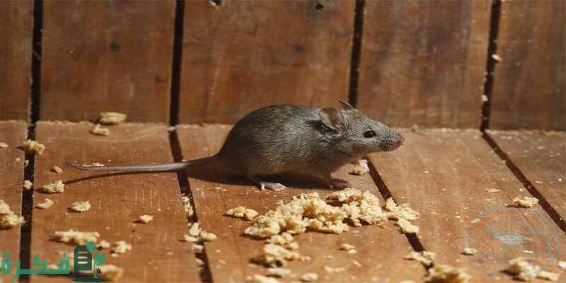 انواع الفئران