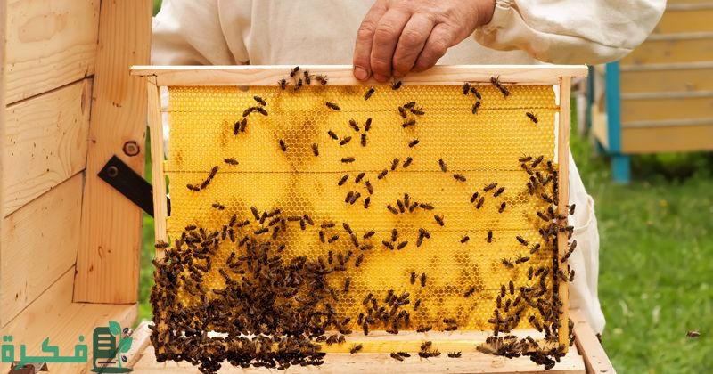 دراسة جدوى جاهزة لمشروع منحل لإنتاج عسل النحل