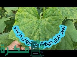 احسن 5 أنواع مبيد فطري للبياض الزغبي 2 أفضل 5 أنواع مبيد فطري للبياض الزغبي