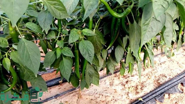 برنامج تسميد الفلفل في البيوت المحمية