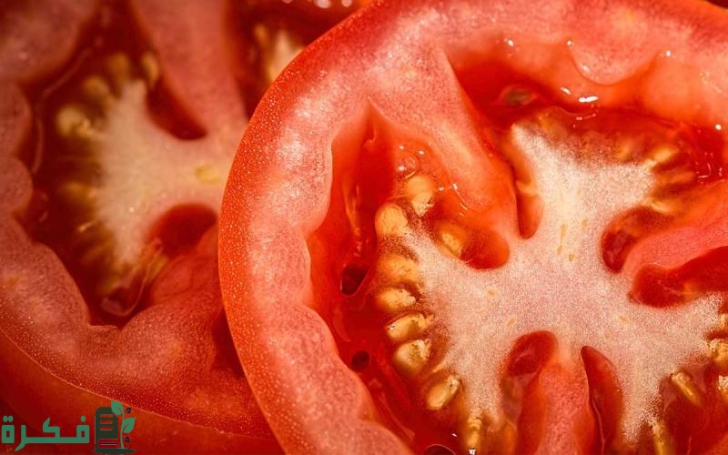 أنواع بذور الطماطم في مصر