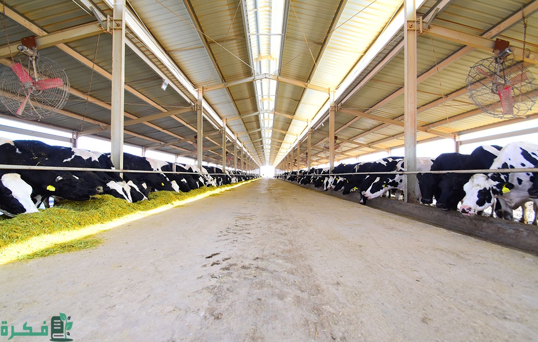 تصميم معماري مزرعة مواشي