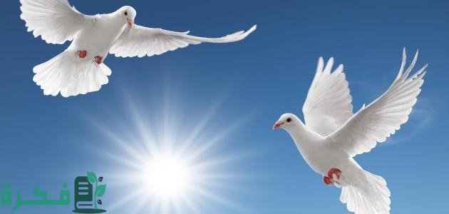 خاتمة عن السلام