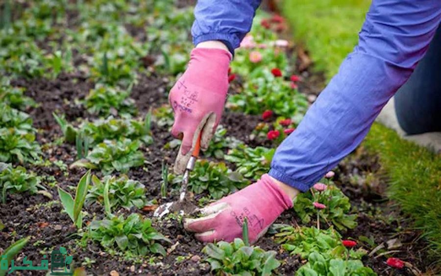 طريقة القضاء على الاعشاب الضارة