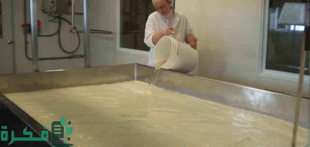 كيفية صناعة الجبن في المصانع