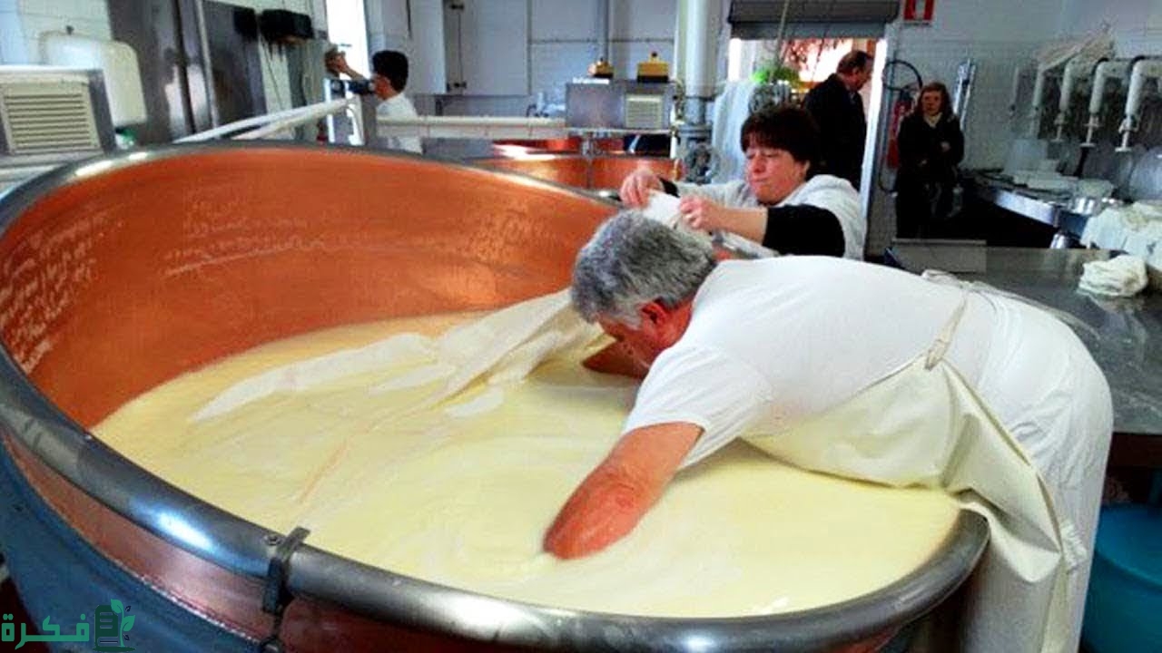 كيفية صناعة الجبن في المصانع