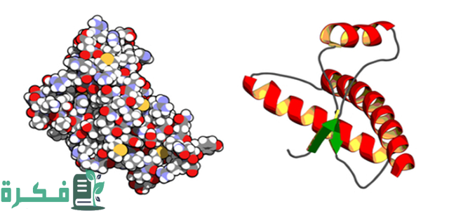الخاصية التي لا تنطبق على البريونات 2 الخاصية التي لا تنطبق على البريونات
