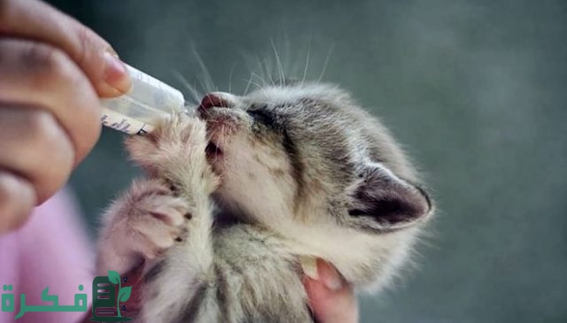 موضوع تعبير عن الرفق بالحيوان