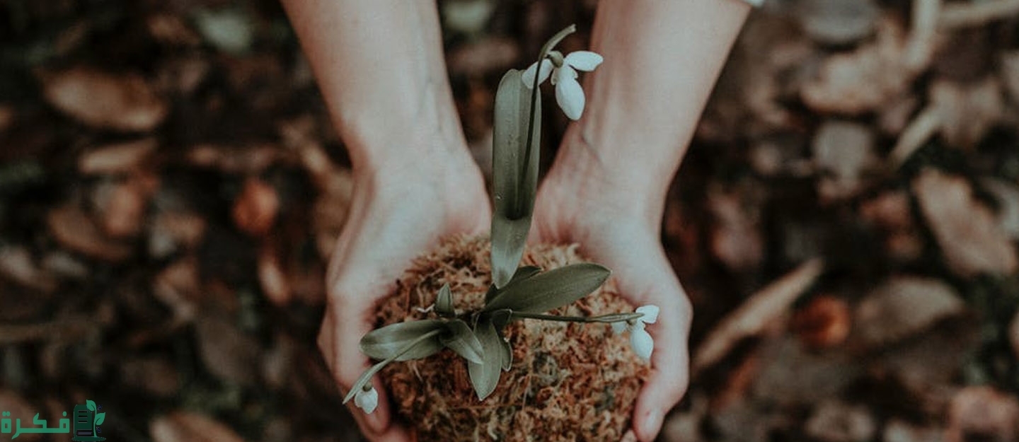 أفضل 5 أنواع سماد للنباتات المنزلية