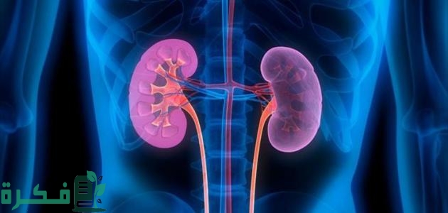 أفضل 5 أنواع فوار لعلاج التهاب المسالك البولية