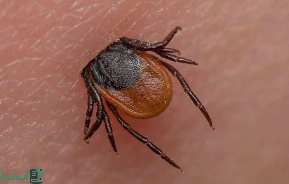 أفضل 5 طرق التخلص من حشرة القراد