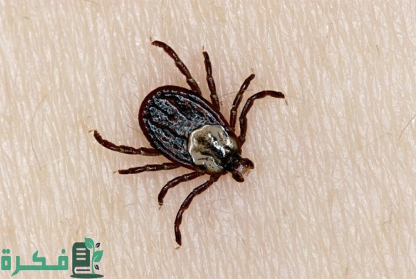 أفضل 5 طرق التخلص من حشرة القراد