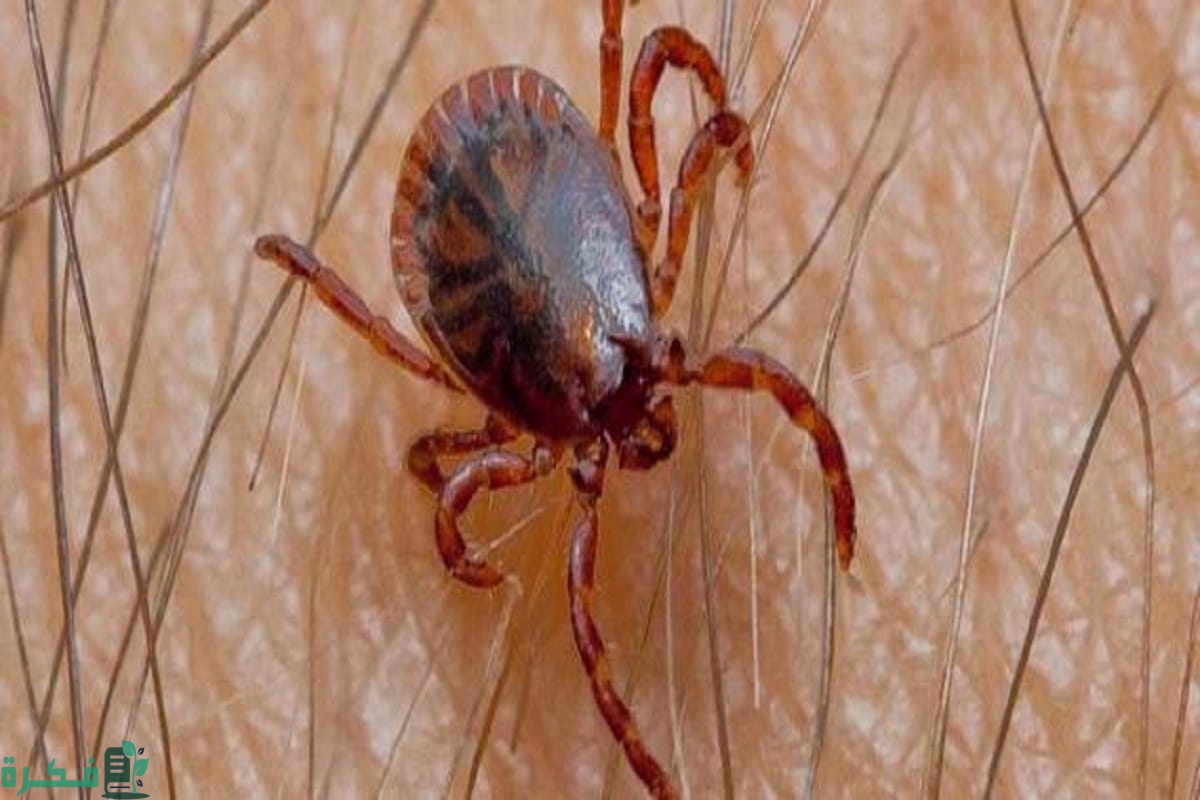 أفضل 5 طرق التخلص من حشرة القراد