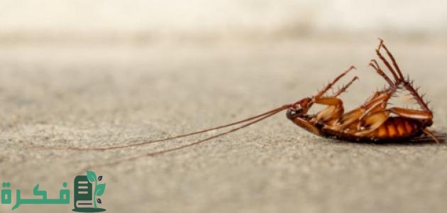 أفضل 5 طرق القضاء على الصراصير الصغيرة