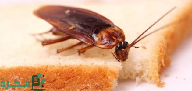 أفضل 5 طرق القضاء على الصراصير الصغيرة