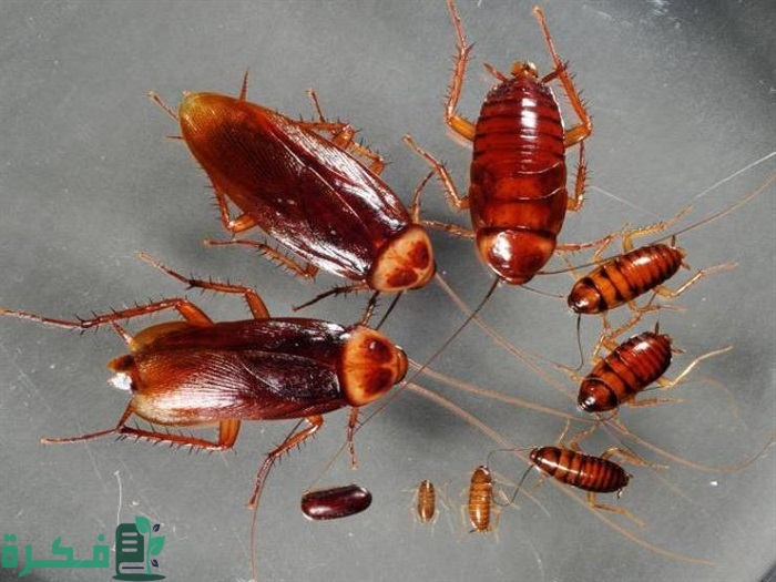 أفضل 5 طرق القضاء على الصراصير الصغيرة