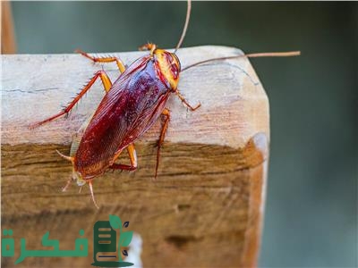 أفضل 5 طرق القضاء على الصراصير الصغيرة