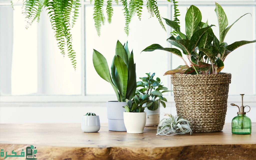 أفضل 5 طرق طرد الذباب من المنزل بدون مبيد