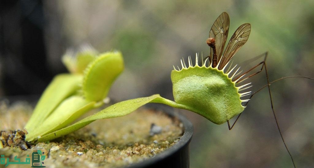 أفضل 5 طرق طرد الذباب من المنزل بدون مبيد