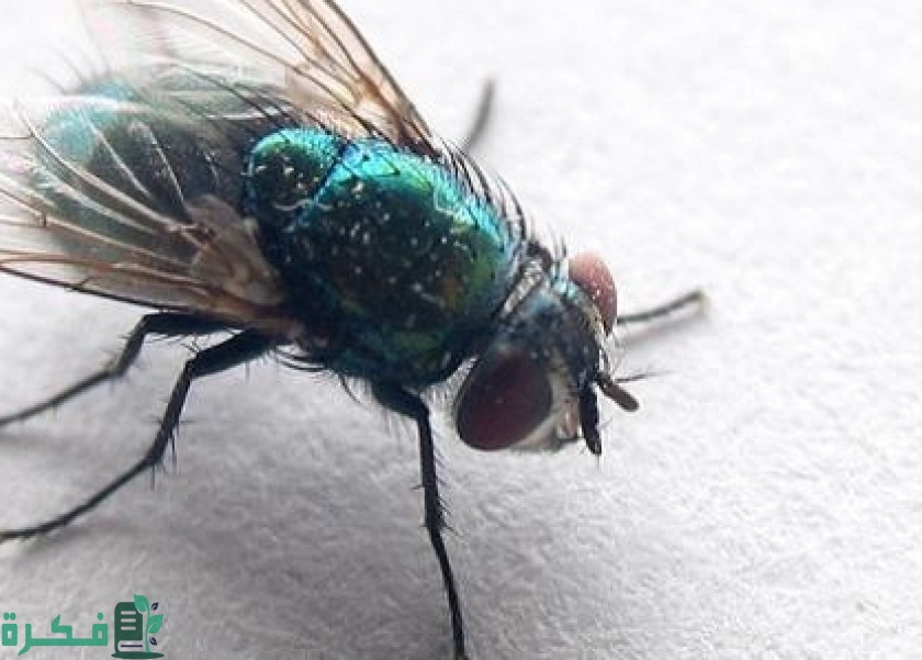 أفضل 5 طرق طرد الذباب من المنزل بدون مبيد