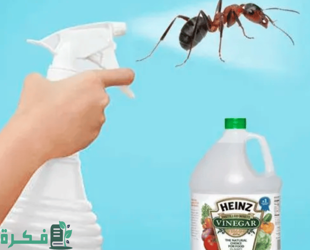 أفضل 5 مبيدات للقضاء على النمل