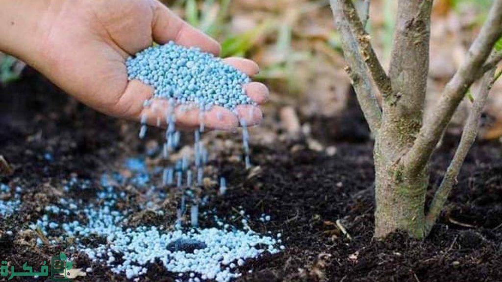 أفضل 5 أنواع سماد للنباتات المنزلية