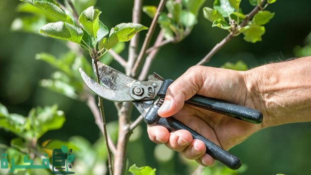 أفضل وقت لتقليم الأشجار