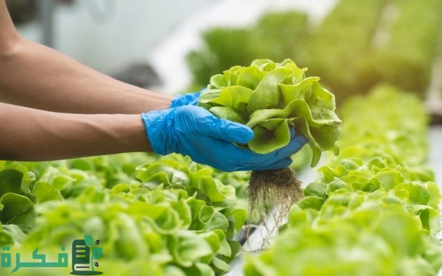 أنواع المزارع