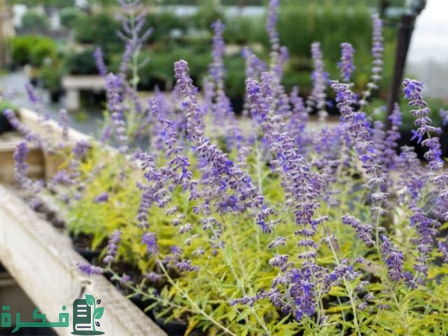 أنواع النباتات الخارجية التي لا تحتاج عناية