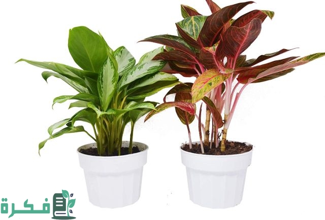 أنواع النباتات الخارجية التي لا تحتاج عناية