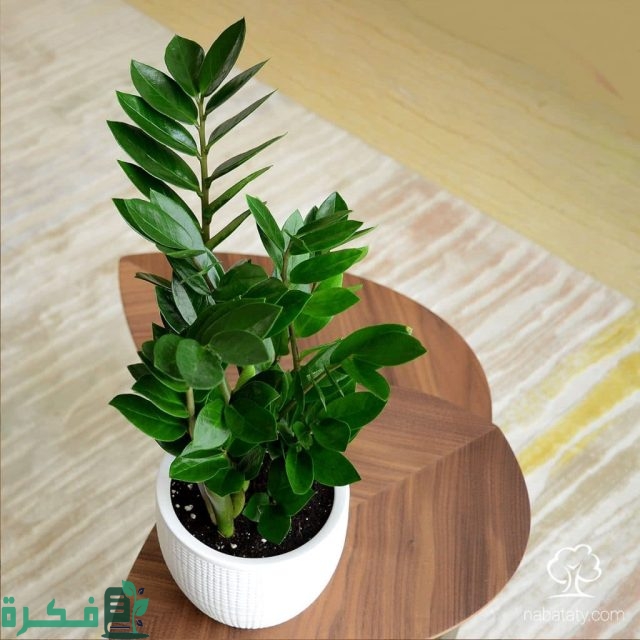 أنواع النباتات الخارجية التي لا تحتاج عناية