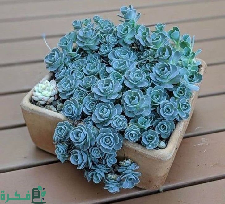 أنواع النباتات العصارية المزهرة