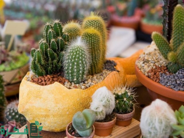 أنواع النباتات العصارية المزهرة