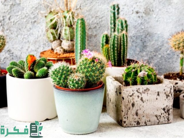 أنواع النباتات العصارية المزهرة