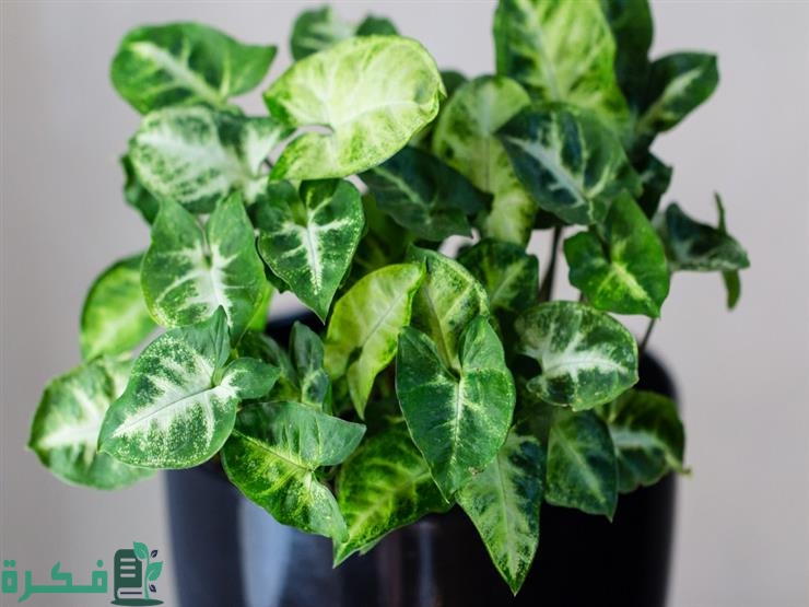 أنواع نبات البوتس