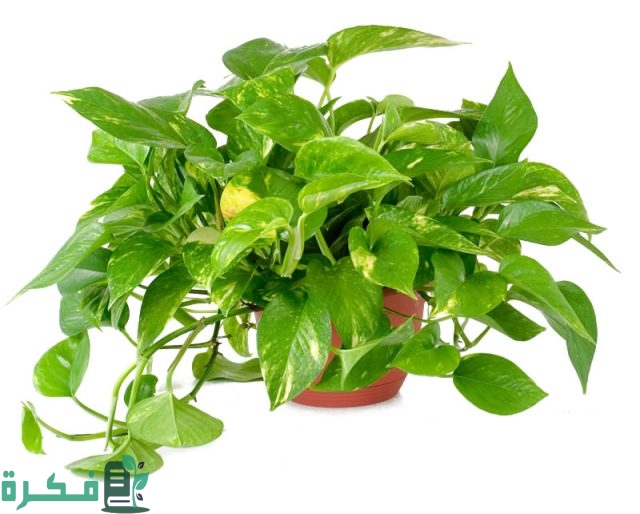 أنواع نبات البوتس أنواع نبات البوتس