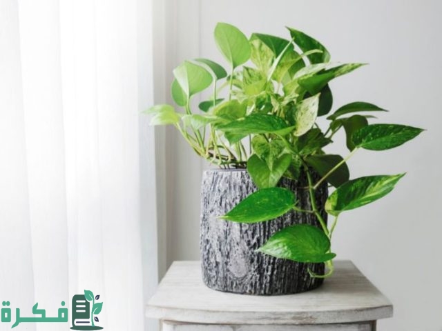 أنواع نبات البوتس أنواع نبات البوتس