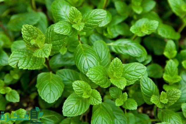 أنواع نبات النعناع