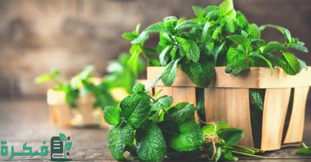 أنواع نبات النعناع