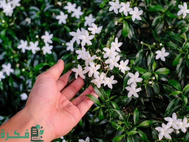 أنواع نبات الياسمين