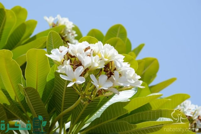 أنواع نبات الياسمين