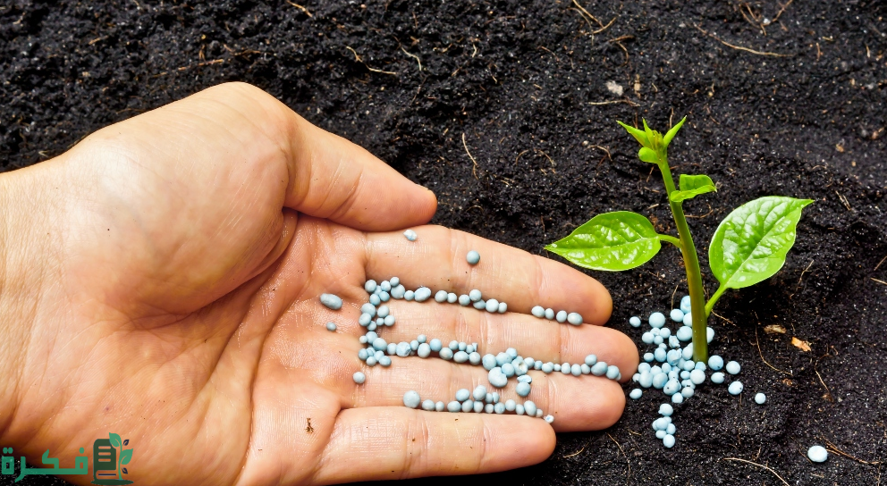 أفضل 5 أنواع سماد للنباتات المنزلية