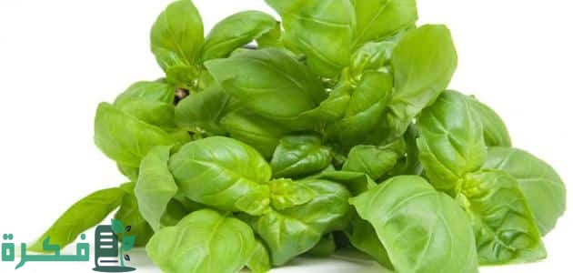 انواع نبات الريحان