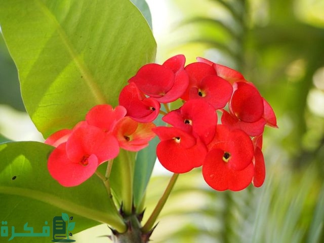 انواع نبات الايفوربيا