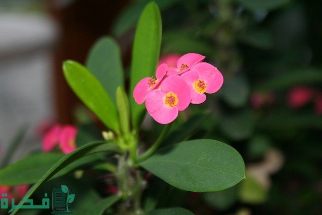 انواع نبات الايفوربيا