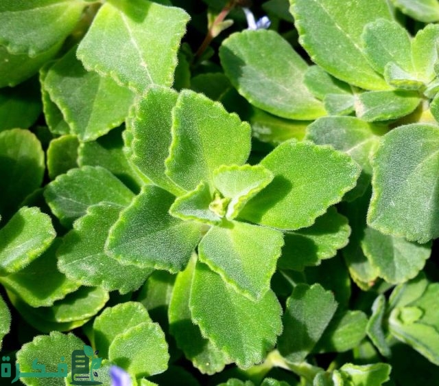 انواع نبات الزعتر انواع نبات الزعتر