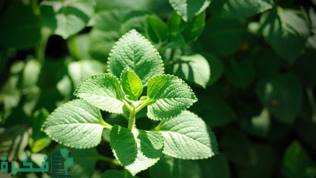 انواع نبات الزعتر انواع نبات الزعتر