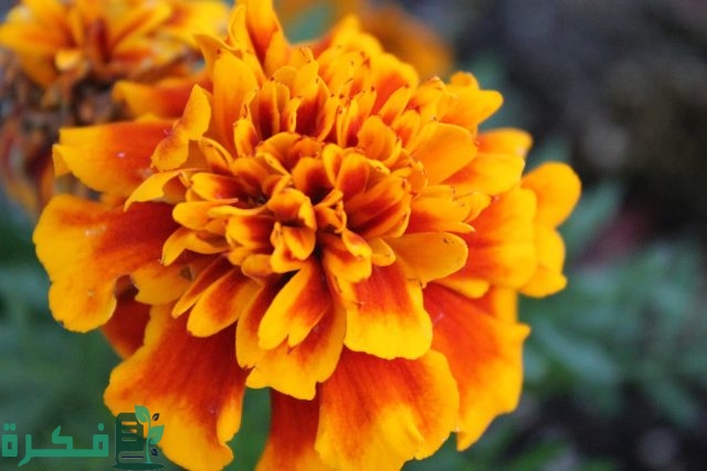 انواع نبات القطيفة