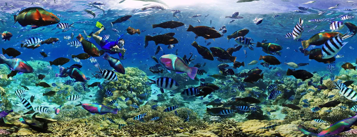 بحث عن الثروة السمكية في الوطن العربي